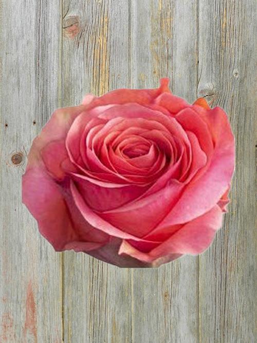 Saga  Medium Pink Roses